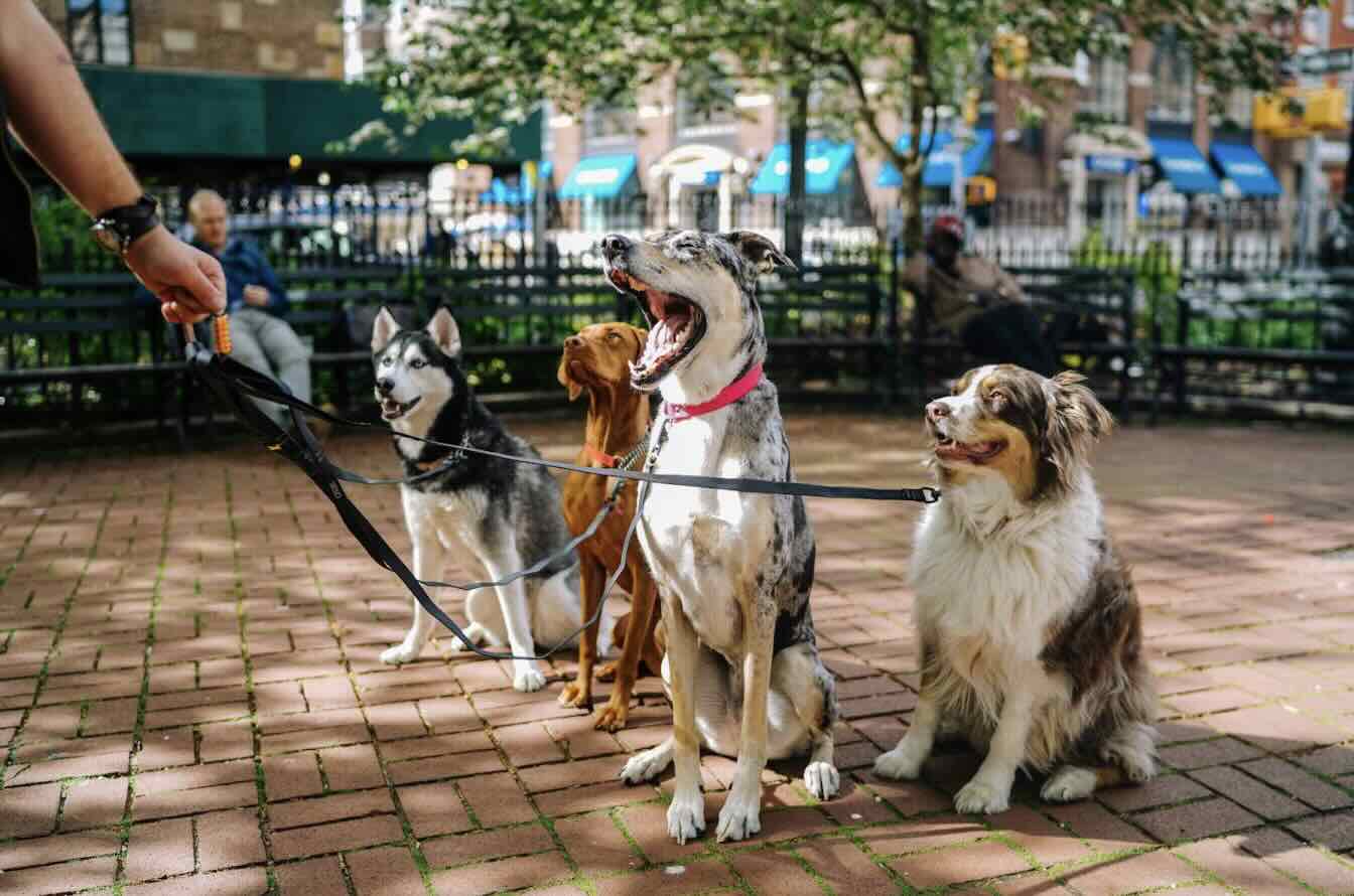 petsitter